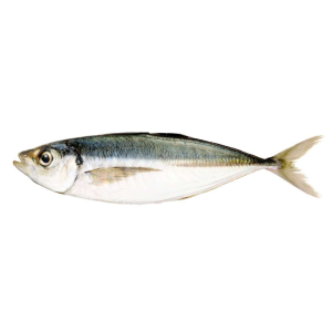 Horse mackerel